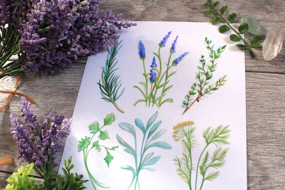 Discover Stunning Herb Art: Lavender, Rosemary, and More for Your Home