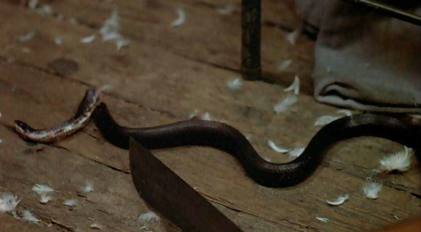 Behind the Scenes: The Snake Death in Friday the 13th Explained