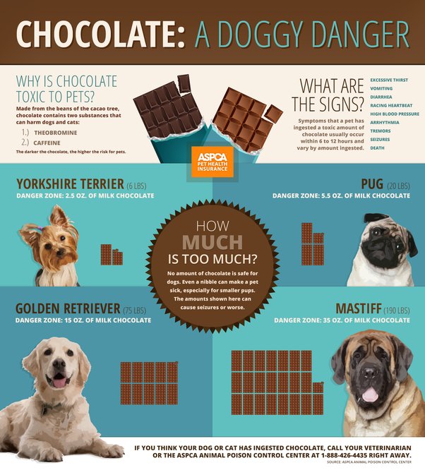 My Dog Ate a Chocolate Muffin: Vet Advice and First Aid Tips