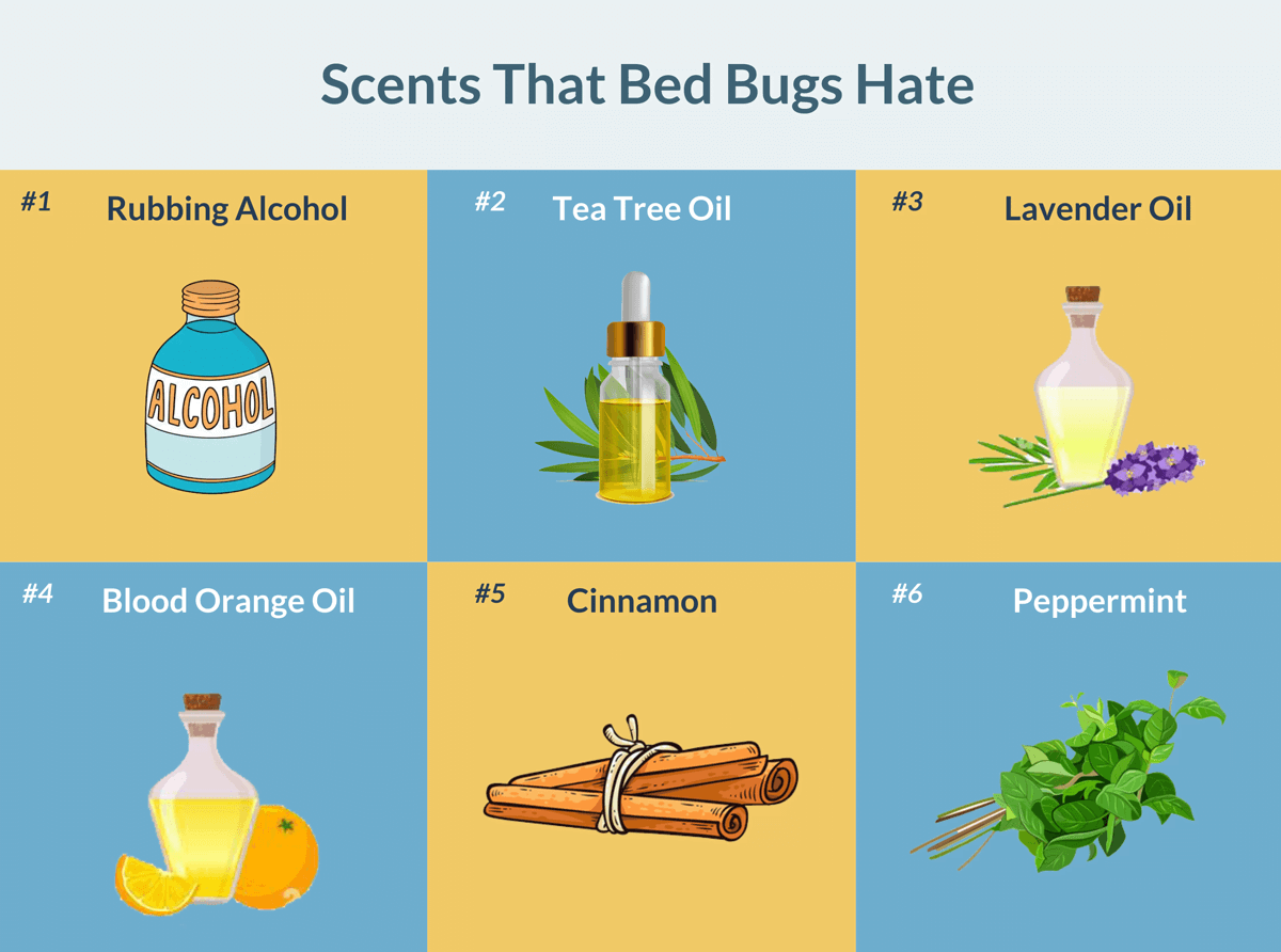 Do Bed Bugs Hate Peppermint Oil? Facts and Effectiveness